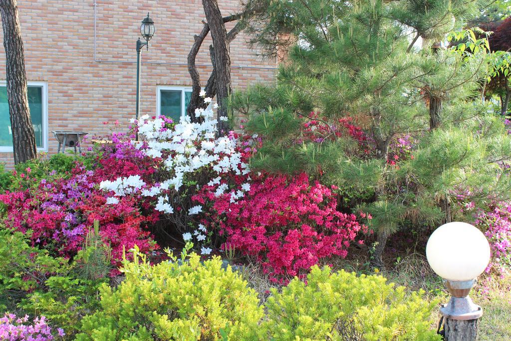Yeowoogneul Pension Chuncheon Ngoại thất bức ảnh